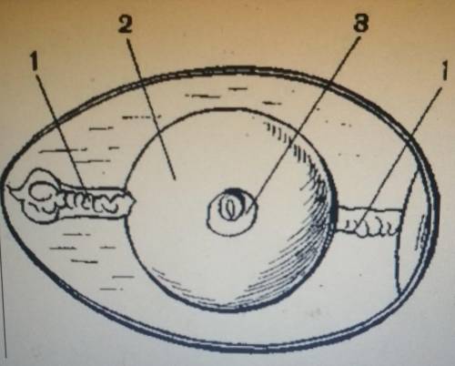 Установите соответствие между цыфрами, указанными на рисунке и названием структуры: 1 - зародыш2 - х