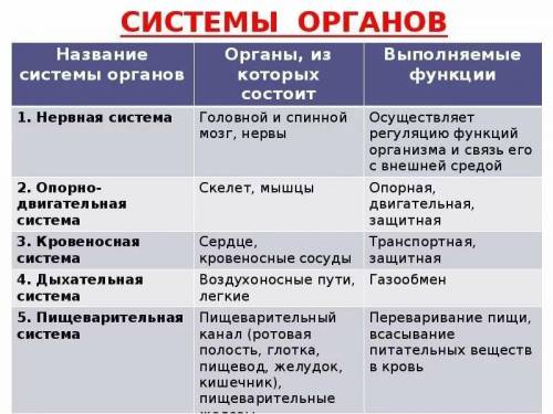 Продолжение фразы 2 5) Внимательно рассмотри рисунок, на котором изображенаодна из систем органов че