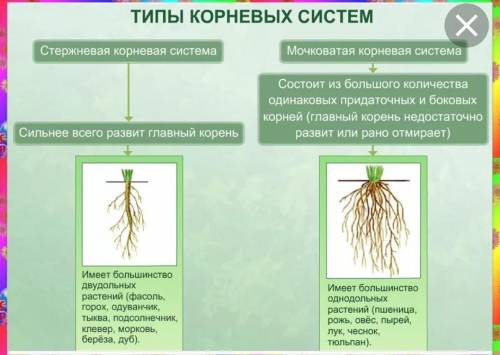 Сделайте вывод, чем отличается корневая система пшеницы от корневой системы одуванчика.