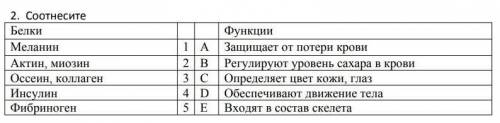 Соотнесите белки и функции​
