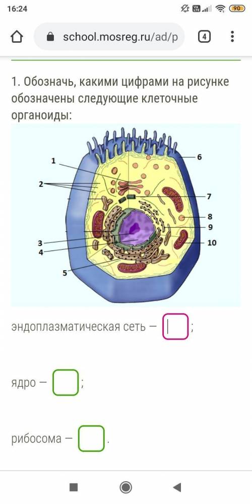 1. Обозначь, какими цифрами на рисунке обозначены следующие клеточные органоиды: