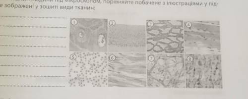 розгляньте препарати тканин людини під мікроскопом порівняйте побачене з ілюстраціями у підручнику т