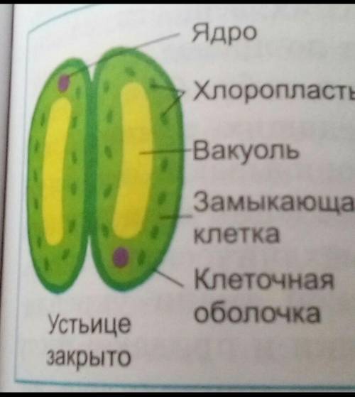 Что та устица и для чего она? Заранее