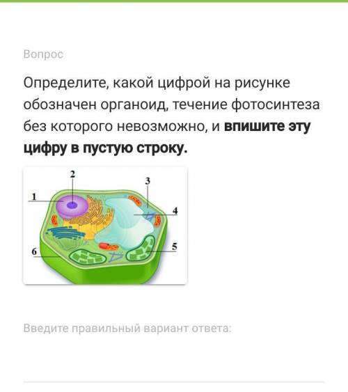 Определите, какой цифрой на рисунке обозначен органоид, течение фотосинтеза без которого невозможно,