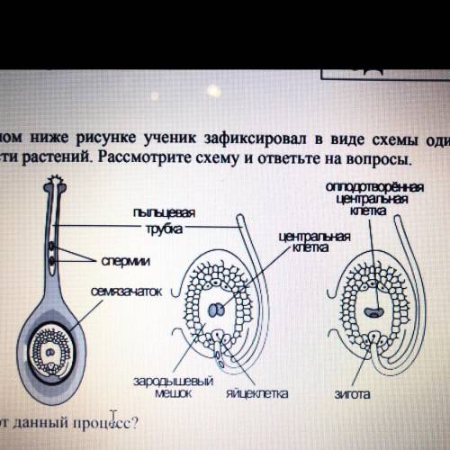 На представленном ниже рисунке ученик зафиксировал в виде схемы один из процессов жизнедеятельности