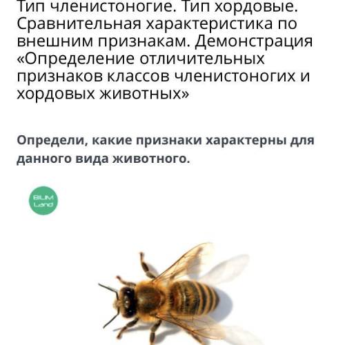 Верных ответов: 3 трахейное дыхание тело разделено на 3 отдела: голова, грудь, брюшко на голове прос