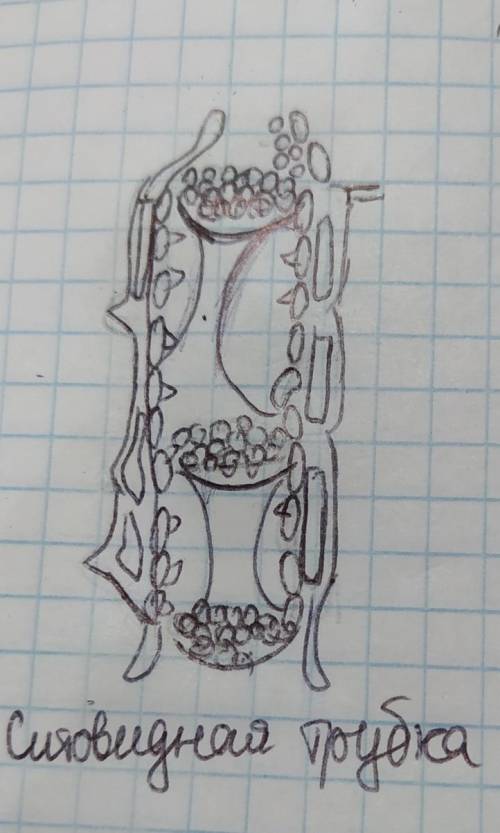 я сделала рисунок ситовидной трубки растения, как в учебнике и мне надо подписать её части, а строен
