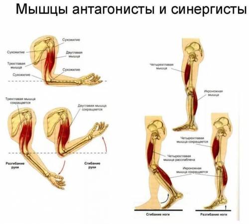 Заполните таблицу по темеРабота мышц и её регуляция Столбцы: Мышцы антагонисты; Мышцы синергисты