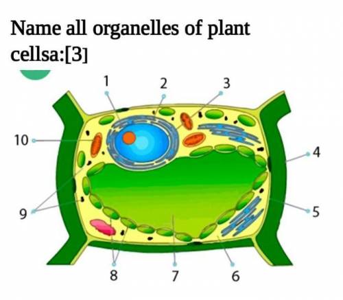 Назовите все органеллы растительных клеток.​