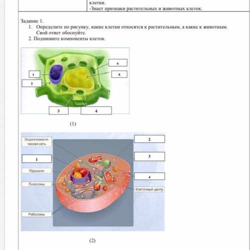 определите по рисунки какие клетки относятся к растительным а какие к животным 2)подпишите компонент