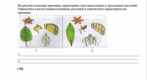 На рисунке показаны признаки, характерные для однодольных и двудольных растений. Определите классы п