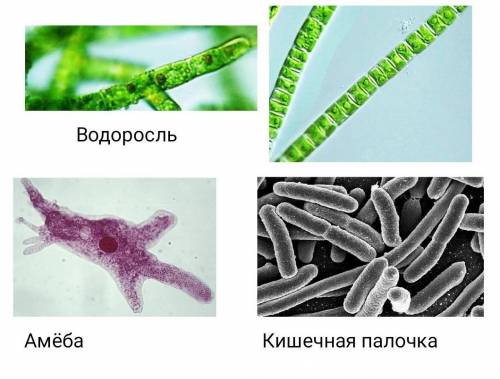 1 Определите видимые органойды каждой особи (перечислите их) 2 Найди между ними сходства и различия