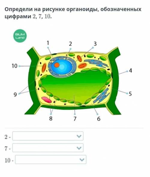 Клетка, ткань, орган, система органов. Растительная и животная клетка Определи на рисунке органоиды,