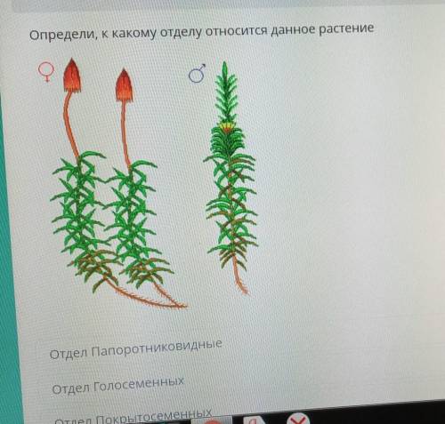 Отдел Папоротник,отдел Голосеменных,Покрытосеменных,Мохообразные-???​