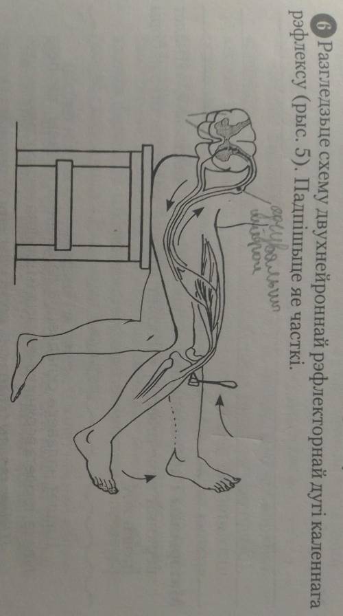 Разозлить их схему двухнейронная рефлекторная дуга коленного рефлекса Подпишите её части ​