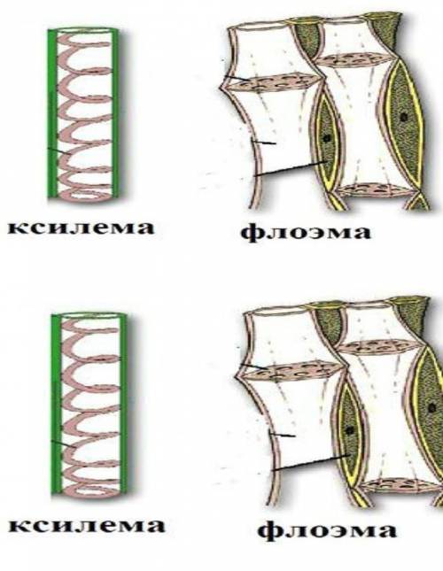 Определите на рисунках растительные ткани. и опишите их строение и функции​