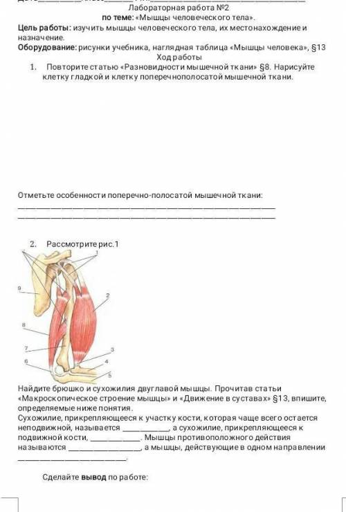 лабораторная работа номер два мышцы человеческого тела​