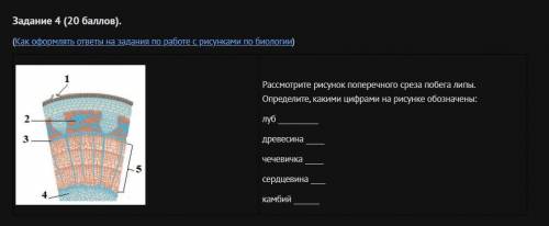 Рассмотрите рисунок поперечного среза побега липы. Определите, какими цифрами на рисунке обозначены: