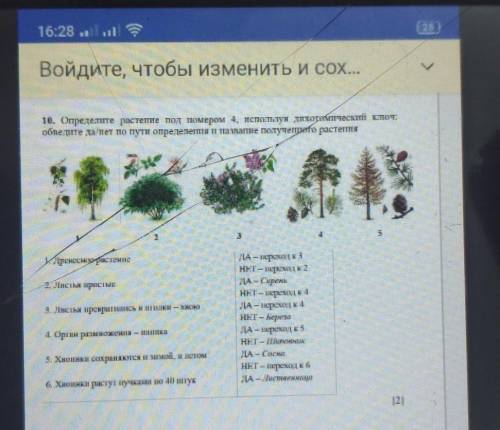 10. Определите растение под помером 4, используя дихотомический ключ: обведите да нет по пути опреде