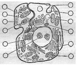 Рассмотрите рисунок подпишите органоиды клетки отметьте в таблице назовите их укажите стрелкой орган