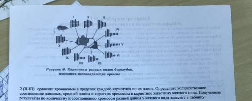 Рассмотрите на рисунке кариотипы, подсчитайте кол-во хромосом и тд