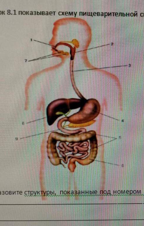 Рисунок 8.1 показывает схему пищеварительной системы человека.(а) Назовите структуры, показанные под