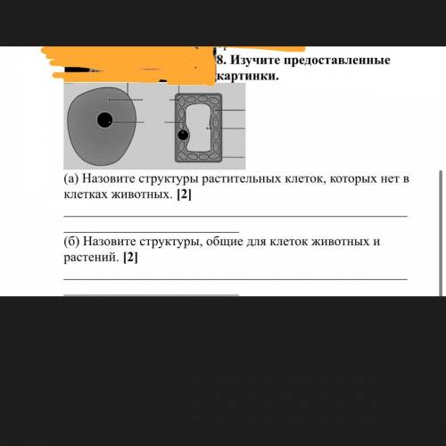 Изучите предоставленные картинки. (а) Назовите структуры растительных клеток, которых нет в клетках