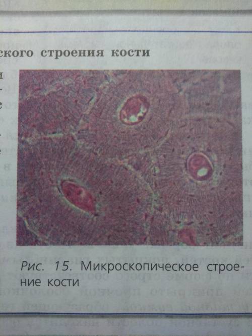 Лабораторная работа по теме: Изучение микроскопического строения кости 1. Рассмотрите препарат при