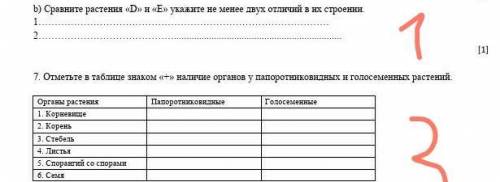 Отметьте в таблице знаком «+» наличие органов у папоротниковидных и голосеменных растений.​