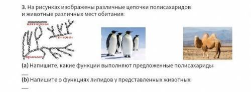 3. На рисунках изображены различные цепочки полисахаридов и животные различных мест обитания: [3](а)