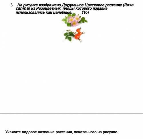 Укажите видовое название растения, данного на рисунке​