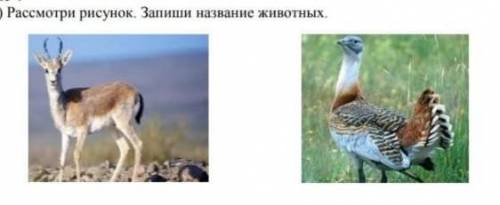 Напиши названия этих животных