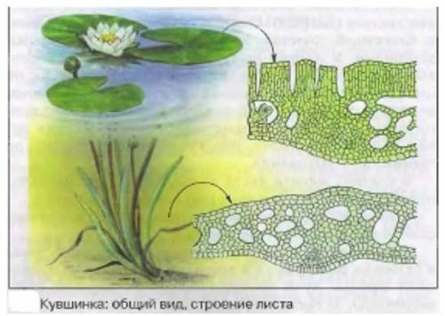 Рассмотри рисунок. Что можно сказать о процессе транспирации у кувшинки? ​