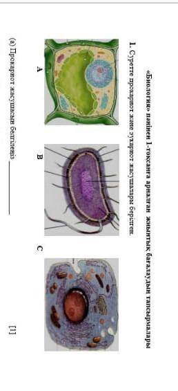 Суретте прокариот және еукариот жасушалары берілген. Прокариот жасушасын тауып бериндершы керек болы