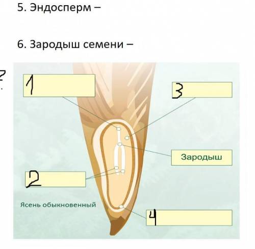 Картинки СЕМЯДОЛЯХ СЕМЯН РАСТЕНИЙ