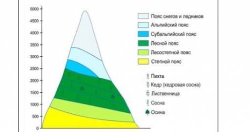 1/По схеме высотной поясности в горах Алтая, определите пояса нормальной, большой, очень большой и э