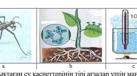 Төмендегі суреттерді пайдаланып судың қасиеттерін сипаттаныз​