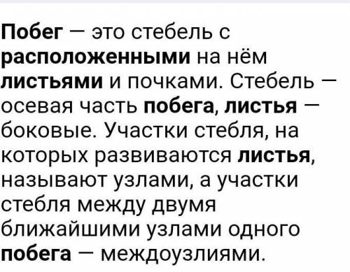 Как располагаются листья на побеге? ​