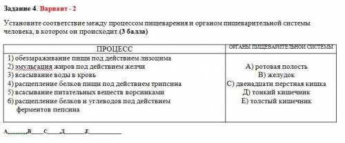 Установите соответствие между процессом пищеварения и органом пищеварительной системы человека, в ко