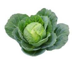 На рисунке изображено Двудольное Цветковое растение (Brassica oleracea) из Крестоцветных, плоды кото