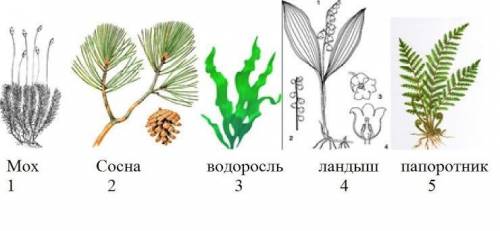 На рисунке представлены основные отделы царства растений. Укажите цифрами порядок их появления в про