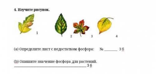 Изучите рисунок это соч по биологии задани А тоже и б тоже взарание