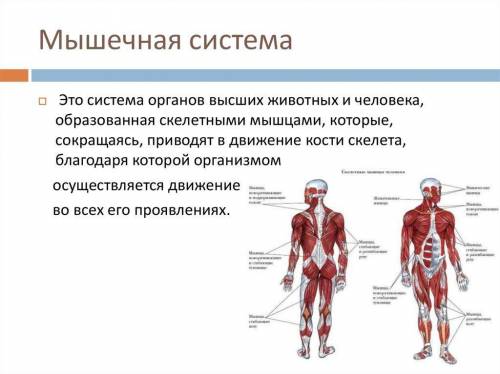 Всеми ли мышцами мы можем управлять, и почему?