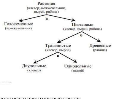 Используя дихотомический ключ, определите жизненную форму растения - клевер​