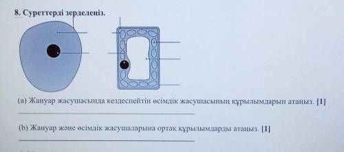 8. Суреттерді зерделеңіз.​