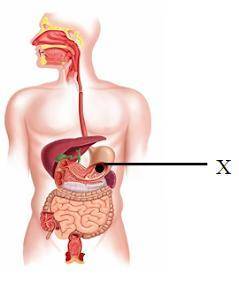 Представлена пищеварительная система человека. a. Определите название структуры «Х»b. Объясните особ