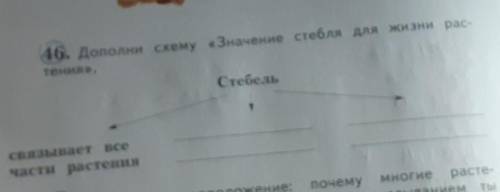 46. Дополни схемуЗначение стебля для жизни растения. Стебель связывает все части растения ​