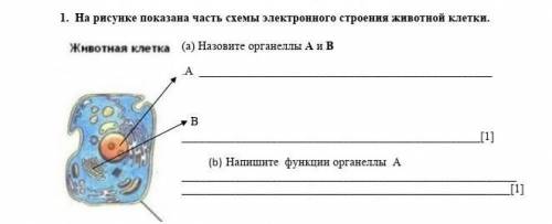 1. На рисунке показана часть схемы электронного строения животной клетки. (а) Назовите органеллы A и