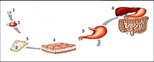 4. Определите на рисунке ткань и систему органов. [2]​