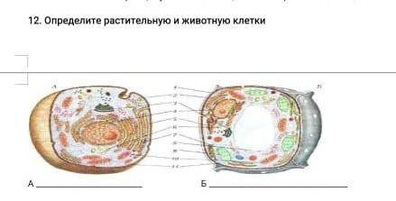 12. Определите растительную и животную клетки​